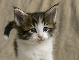 Wildfee's Norwegische Waldkatzen Wildfee's Olivander - 5 Wochen alt