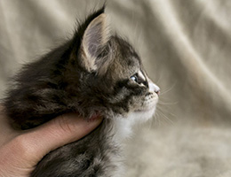Wildfee's Norwegische Waldkatzen Wildfee's Orit - 5 Wochen alt