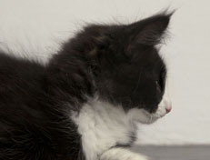 Wildfee's Norwegische Waldkatzen Wildfee's Pan der Große - 10 Wochen alt