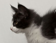 Wildfee's Norwegische Waldkatzen Wildfee's Pandora - 10 Wochen alt