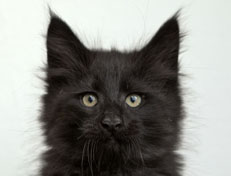 Wildfee's Norwegische Waldkatzen Wildfee's Pasha Panther Ray - 10 Wochen alt