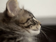 Wildfee's Norwegische Waldkatzen Wildfee's Perseus - 10 Wochen alt