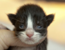 Wildfee's Norwegische Waldkatzen Wildfee's Pan der Große - 1 Woche alt