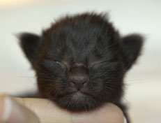 Wildfee's Norwegische Waldkatzen Wildfee's Pasha Panther Ray - 1 Woche alt