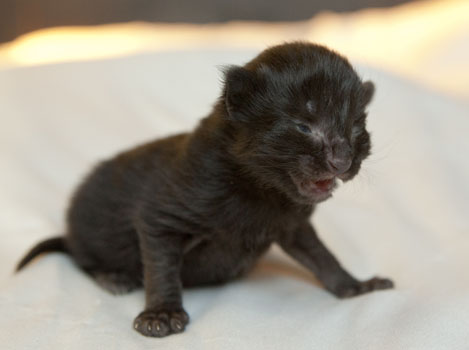 Wildfee's Norwegische Waldkatzen Wildfee's Pasha Panther Ray - 1 Woche alt