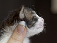 Wildfee's Norwegische Waldkatzen Wildfee's Pan Daradei - 2 Wochen alt