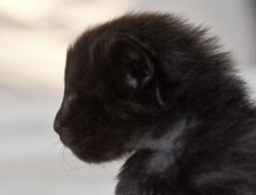 Wildfee's Norwegische Waldkatzen Wildfee's Pasha Panther Ray - 2 Wochen alt