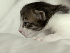 Wildfee's Norwegische Waldkatzen Wildfee's Pan Daradei - 3 Woche alt