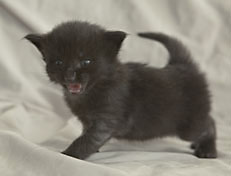 Wildfee's Norwegische Waldkatzen Wildfee's Pasha Panther Ray - 3 Woche alt