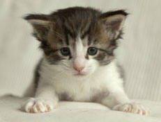 Wildfee's Norwegische Waldkatzen Wildfee's Pan Daradei - 4 Wochen alt