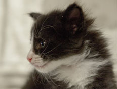 Wildfee's Norwegische Waldkatzen Wildfee's Pan der Große - 4 Wochen alt