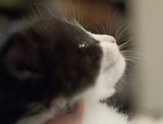 Wildfee's Norwegische Waldkatzen Wildfee's Pandora - 4 Wochen alt
