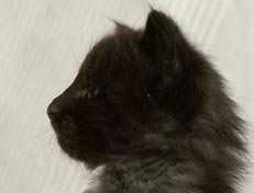 Wildfee's Norwegische Waldkatzen Wildfee's Pasha Panther Ray - 4 Wochen alt