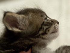 Wildfee's Norwegische Waldkatzen Wildfee's Perseus - 4 Wochen alt