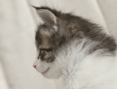 Wildfee's Norwegische Waldkatzen Wildfee's Pan Daradei - 5 Wochen alt