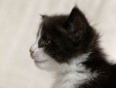 Wildfee's Norwegische Waldkatzen Wildfee's Pandora - 5 Wochen alt