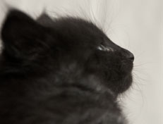 Wildfee's Norwegische Waldkatzen Wildfee's Pasha Panther Ray - 5 Wochen alt