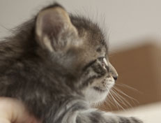 Wildfee's Norwegische Waldkatzen Wildfee's Perseus - 5 Wochen alt