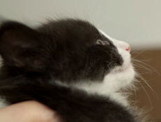 Wildfee's Norwegische Waldkatzen Wildfee's Pan der Große - 6 Wochen alt