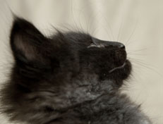 Wildfee's Norwegische Waldkatzen Wildfee's Pasha Panther Ray - 7 Wochen alt