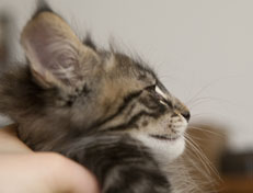 Wildfee's Norwegische Waldkatzen Wildfee's Perseus - 9 Wochen alt