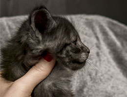 Wildfee's Norwegische Waldkatzen Wildfee's Panther - fünf Wochen alt