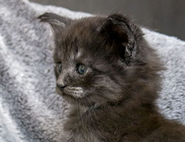 Wildfee's Norwegische Waldkatzen Wildfee's Pipsissewa - fünf Wochen alt
