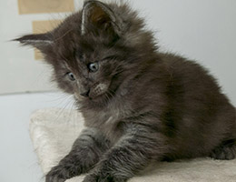 Wildfee's Norwegische Waldkatzen Wildfee's Panther - sechs Wochen alt