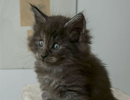 Wildfee's Norwegische Waldkatzen Wildfee's Panther - sechs Wochen alt