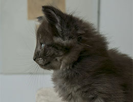 Wildfee's Norwegische Waldkatzen Wildfee's Pipsissewa - sechs Wochen alt