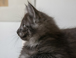 Wildfee's Norwegische Waldkatzen Wildfee's Panther - sieben Wochen alt