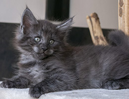 Wildfee's Norwegische Waldkatzen Wildfee's Panther - sieben Wochen alt