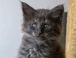 Wildfee's Norwegische Waldkatzen Wildfee's Pipsissewa - sieben Wochen alt