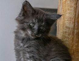 Wildfee's Norwegische Waldkatzen Wildfee's Pipsissewa - sieben Wochen alt