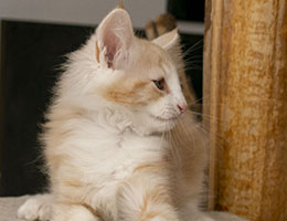 Wildfee's Norwegische Waldkatzen Wildfee's Qualtinger - 10 Wochen alt