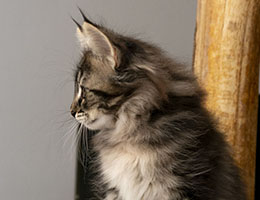 Wildfee's Norwegische Waldkatzen Wildfee's Queen - 10 Wochen alt