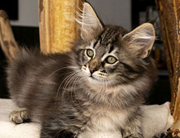 Wildfee's Norwegische Waldkatzen Wildfee's Queen - 10 Wochen alt