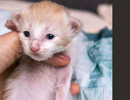 Wildfee's Norwegische Waldkatzen Wildfee's Quero - 2 Wochen alt
