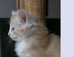 Wildfee's Norwegische Waldkatzen Wildfee's Qualtinger - 6 Wochen alt
