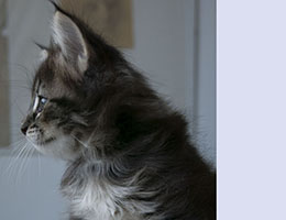 Wildfee's Norwegische Waldkatzen Wildfee's Queen - 6 Wochen alt
