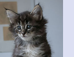 Wildfee's Norwegische Waldkatzen Wildfee's Queen - 6 Wochen alt