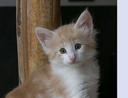 Wildfee's Norwegische Waldkatzen Wildfee's Quero - 6 Wochen alt