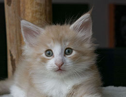 Wildfee's Norwegische Waldkatzen Wildfee's Quingg - 6 Wochen alt