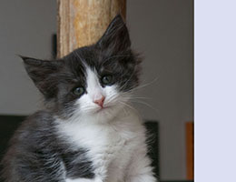 Wildfee's Norwegische Waldkatzen Wildfee's Quirina - 6 Wochen alt