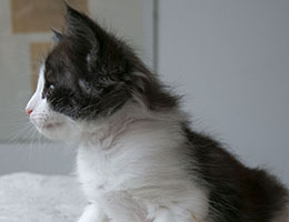 Wildfee's Norwegische Waldkatzen Wildfee's Quirina - 6 Wochen alt