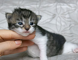 Wildfee's Norwegische Waldkatzen Wildfee's Rikki - 2 Wochen alt