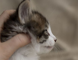 Wildfee's Norwegische Waldkatzen Wildfee's Rande - 6 Wochen alt