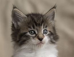 Wildfee's Norwegische Waldkatzen Wildfee's Rikki - 6 Wochen alt