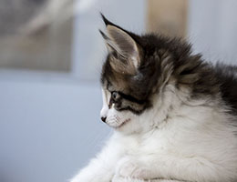 Wildfee's Norwegische Waldkatzen Wildfee's Rande - 8½ Wochen alt