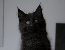 Wildfee's Norwegische Waldkatzen Wildfee's Salem Saberhagen - 10 Wochen alt alt